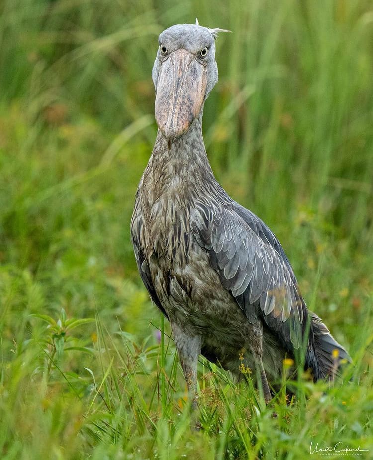 Shoebill Stork in the Mabamba Swamp - The Wildlife of Uganda